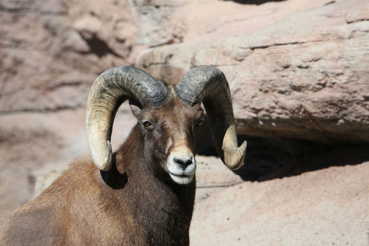 Portrait of bighorn sheep against rock