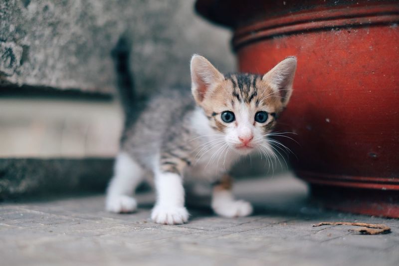 A baby kitten 