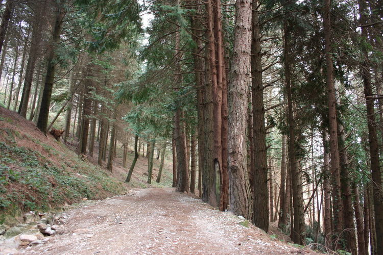 View of pine trees in forest