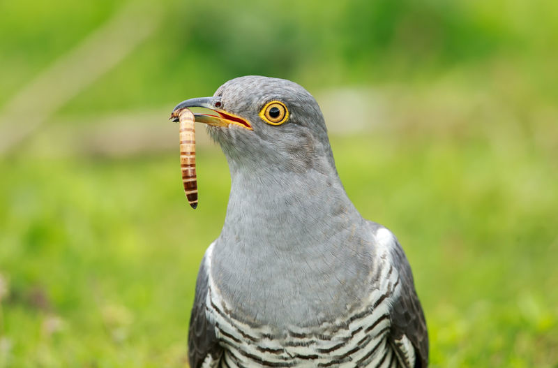 Close-up of bird holding worm in beak