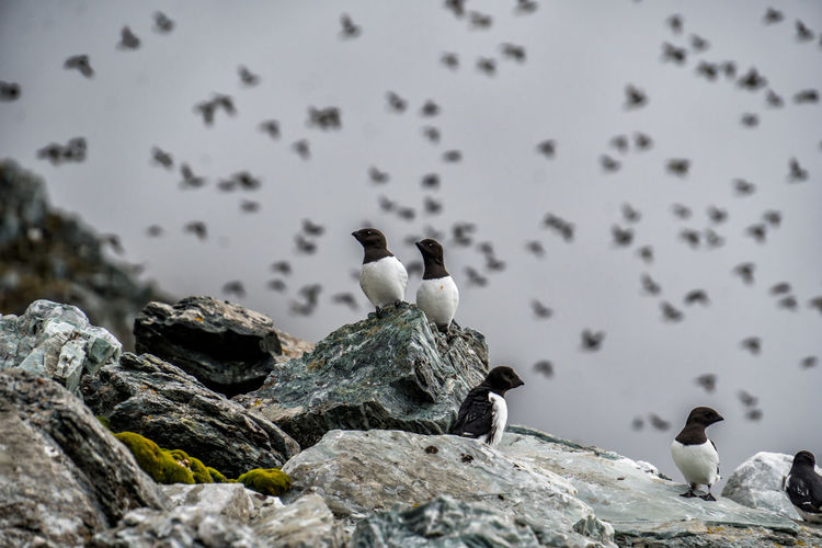 Little auk colony