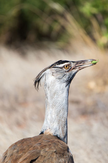 Headshot of emu