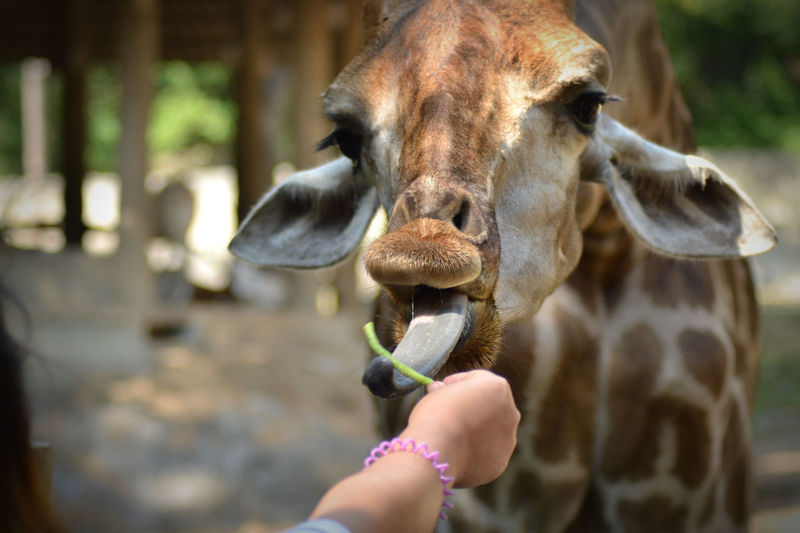 Close-up of hand feeding outdoors