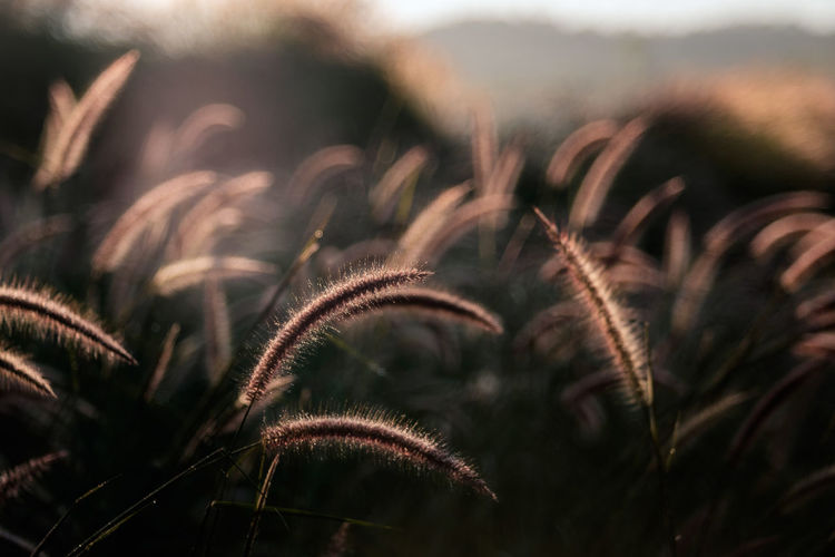 Close-up of plants growing on field during sunset