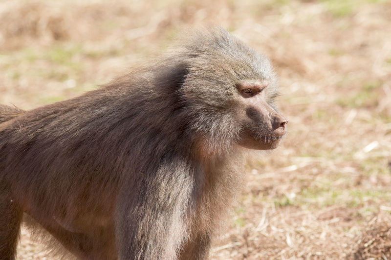 Close-up of monkey on field