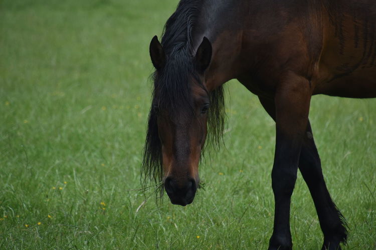 Spanish horse grazing on grassy field and looking in direct view. wonderful posture.