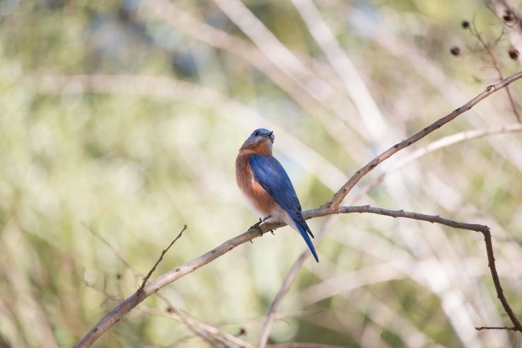 Eastern bluebird perching on branch