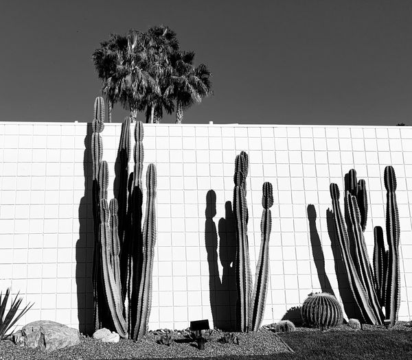 Cacti standing against the sky