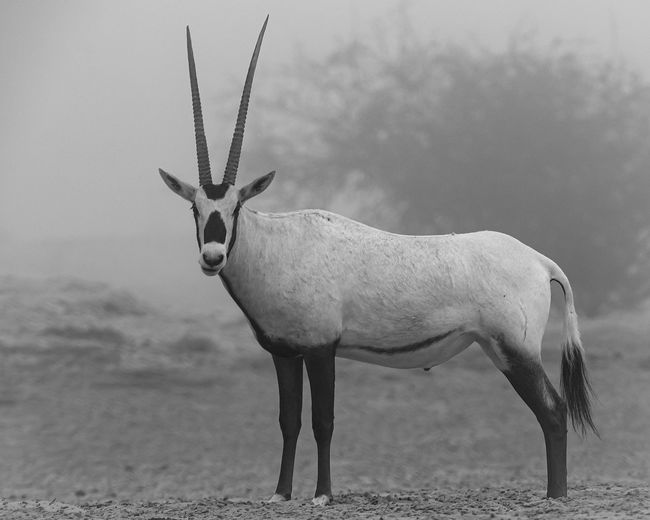View of arabian oryx standing on field