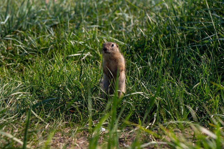 Small rodent gopher stands among green grass in the natural habitat of wild nature in summer.