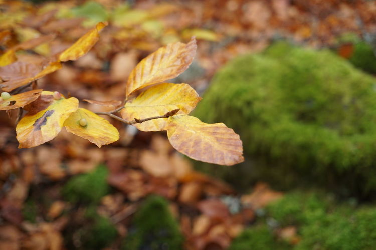 Close-up of yellow autumn leaves on field