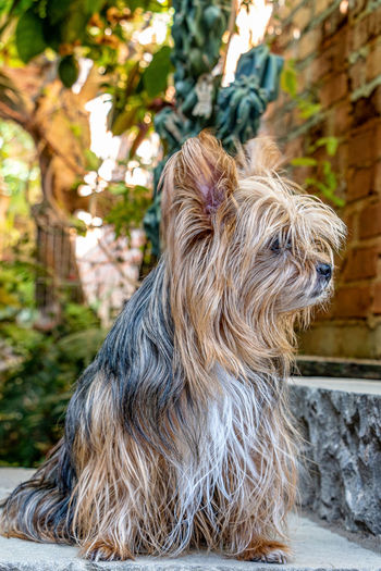 Close-up of a dog on the stairs  looking away