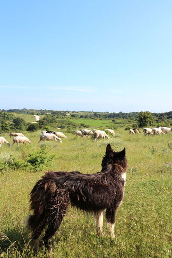 Side view of dog looking at sheep grazing on grassy field against clear sky