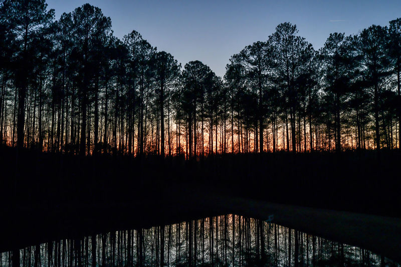 Low angle view of trees against sky