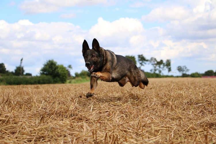 Dog running on field against sky