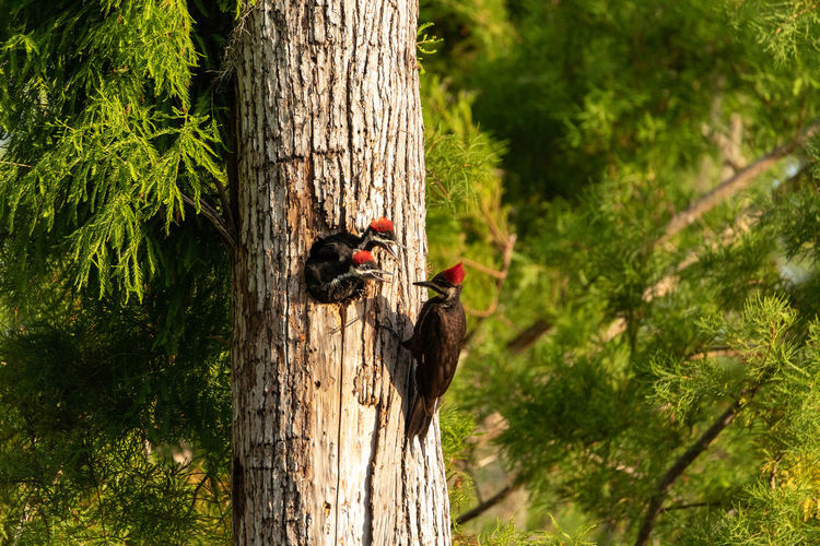 Birds perching in tree trunk