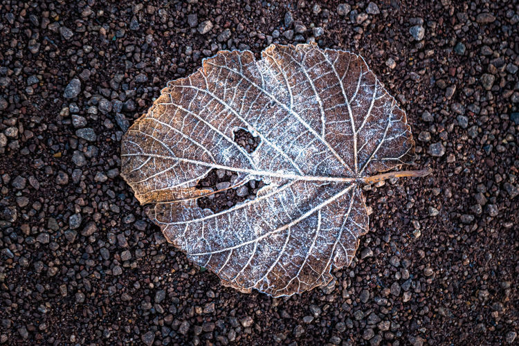 High angle view of dry leaf on pebbles