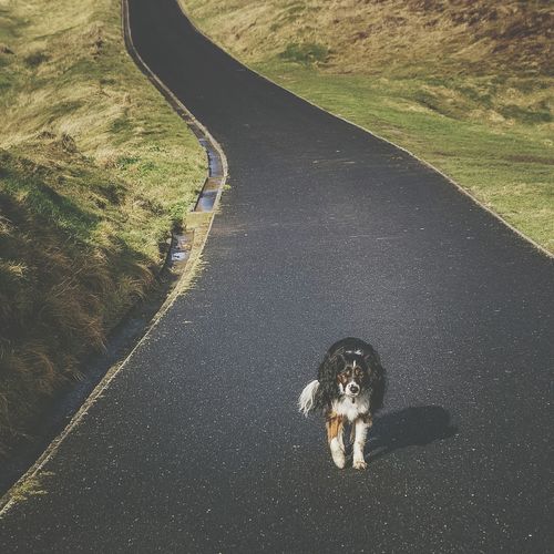 High angle portrait of dog on road