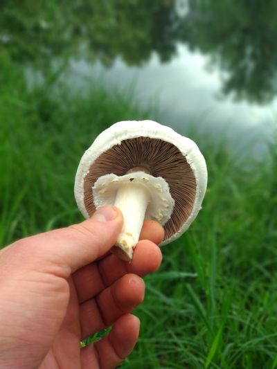 Close-up of hand holding mushroom