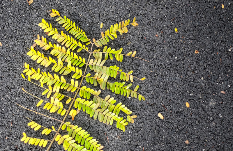 High angle view of yellow leaf on road