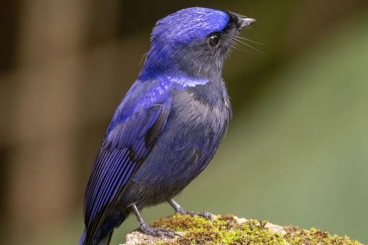 Close-up of blue bird perching