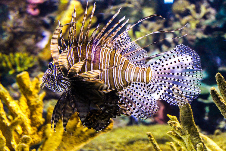 Close-up of lionfish in aquarium