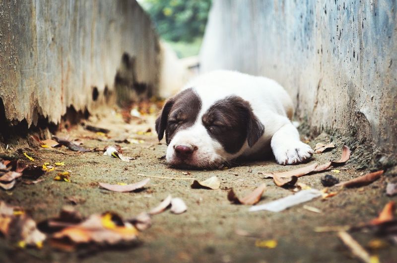 Close-up of stray puppy sleeping in dry gutter