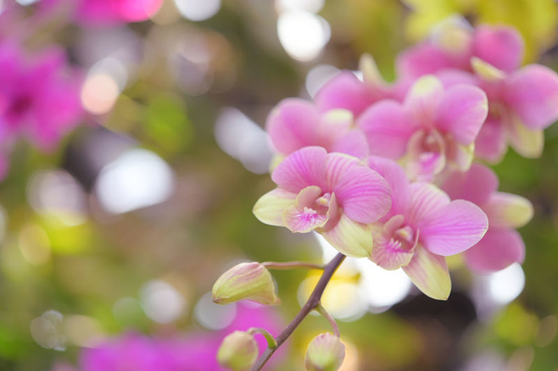Close-up of pink flowering plant