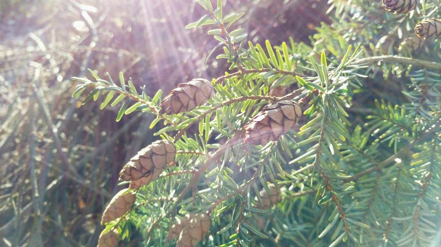 Close-up of plant
