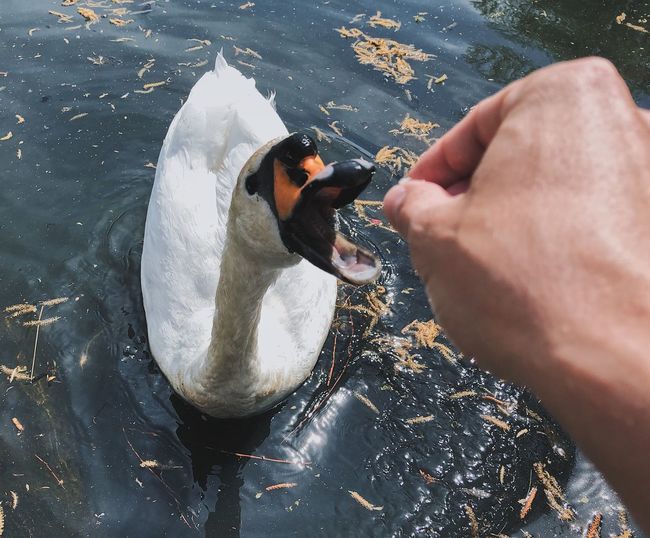 High angle view feeding swan in water