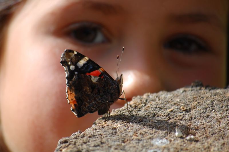 Close-up of girl looking at butterfly on rock
