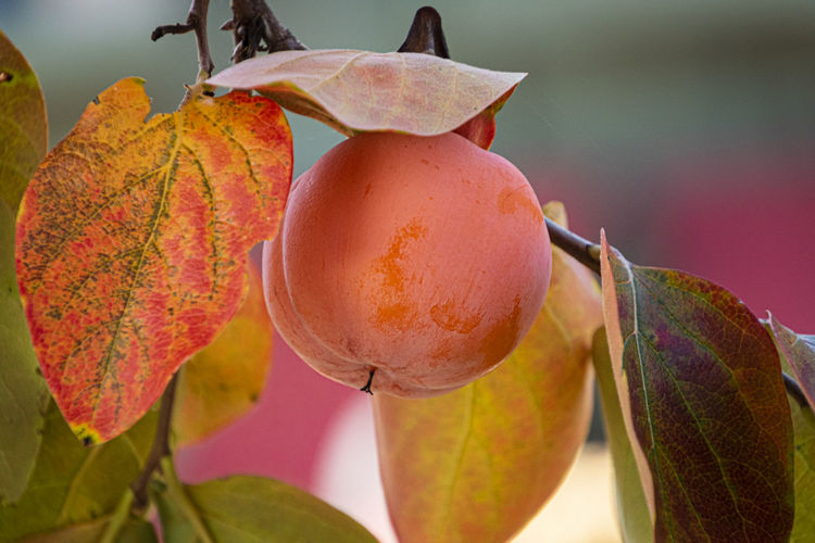 Close-up of orange fruits hanging on tree