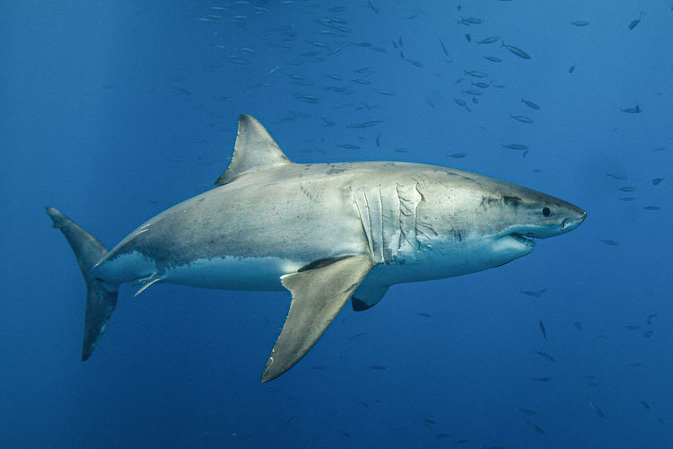 Great white shark under water, australia