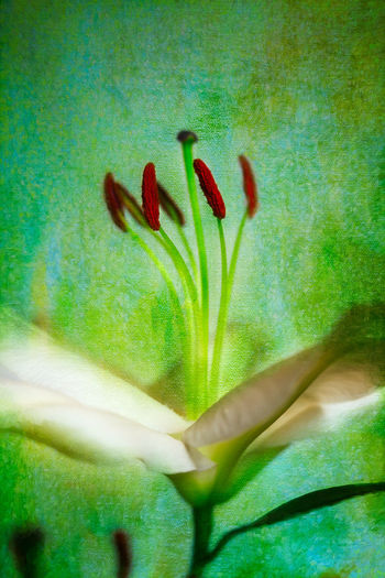 Close-up of flower