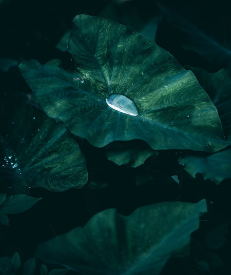 Close-up of leaves floating on water at night
