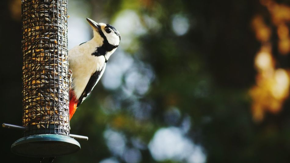 50 Bird Feeder Pictures Hd Download Authentic Images On Eyeem