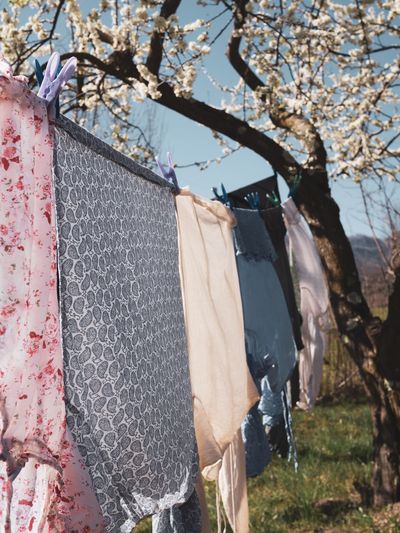 Close-up of clothes drying on cherry blossom tree