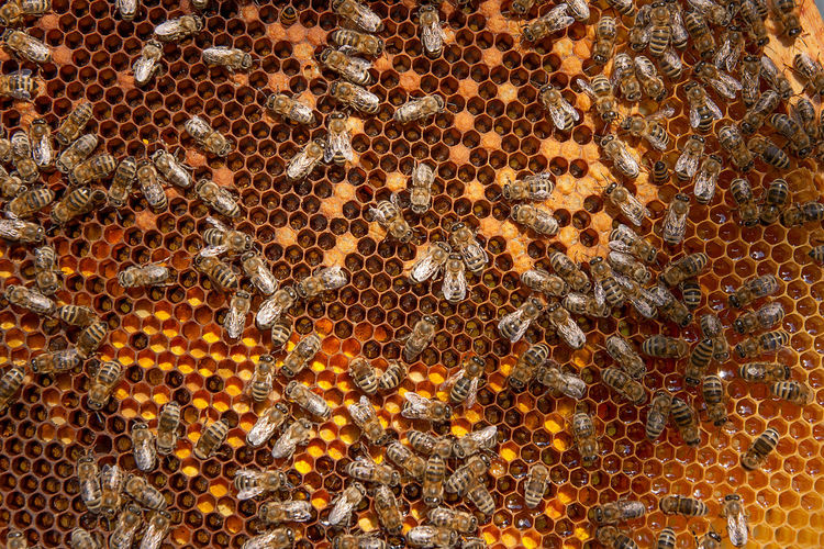 Full frame shot of bees on honeycomb