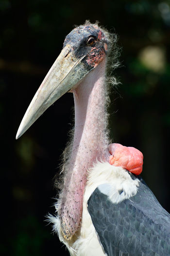 Close-up of marabou stork