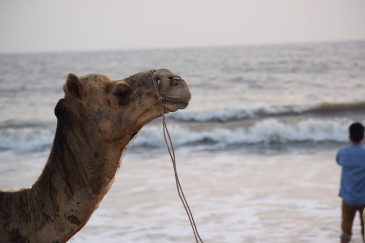 View of camel on beach, camel face , beach , sea, sea waves, man
