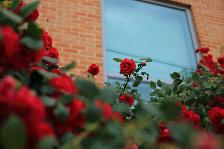 Close-up of red rose on wall