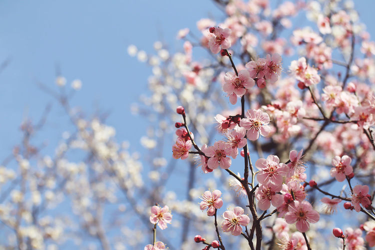 Low angle view of cherry blossom