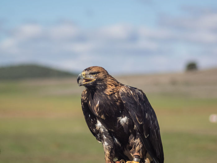 A beautiful falconry imperial eagle during an exhibition in cádiz