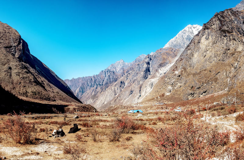 Idyllic landscape of mountains surrounded langtang valley in nepal.