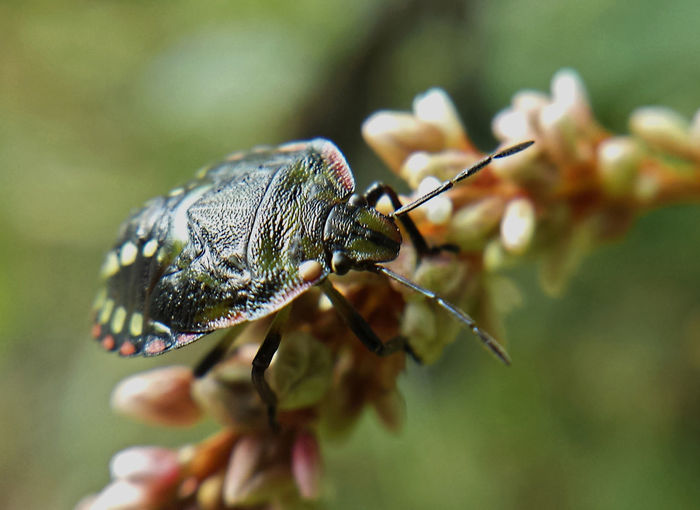 Close-up of nezara viridula on leaf