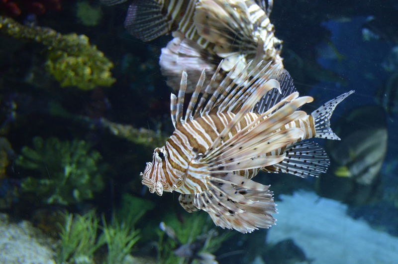 Close-up of lionfish swimming in tank at aquarium