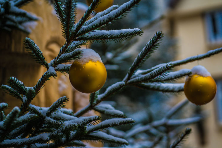 Festively decorated coniferous trees at a christmas market yellow balls on fluffy fir branches 