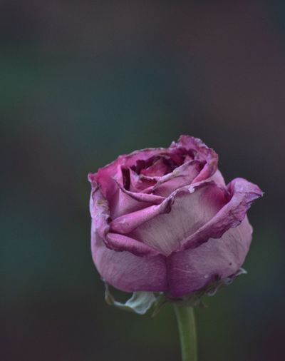 Close-up of rose 