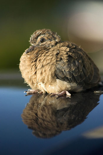 Close-up of owl perching on a lake