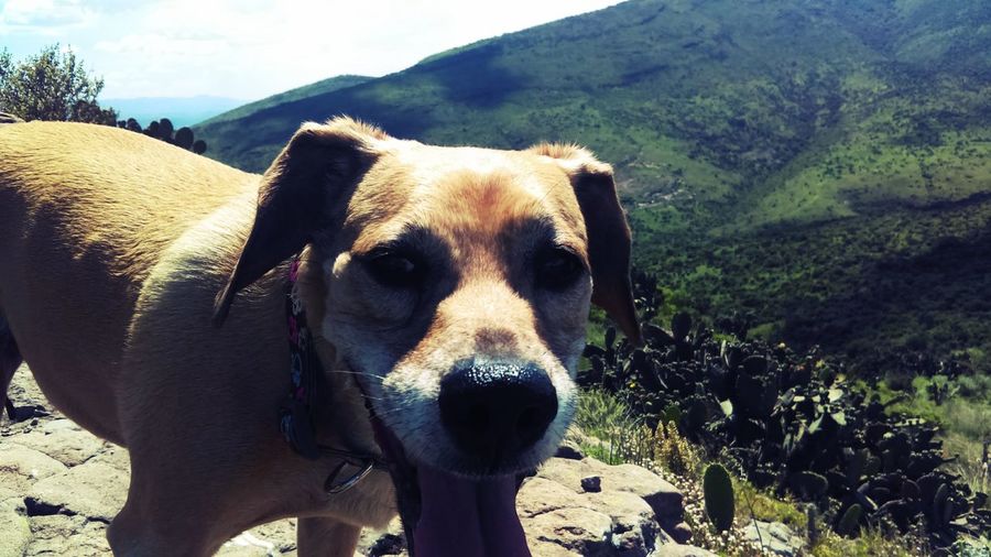 Close-up portrait of dog on mountain against sky